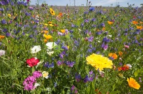 Erdgas Südwest: Presseinformation: Neue Blütenpracht für Wildbienen