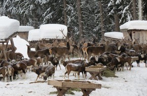 Zell am See-Kaprun: Audienz beim König der Wälder in Zell am See-Kaprun - VIDEO/BILD