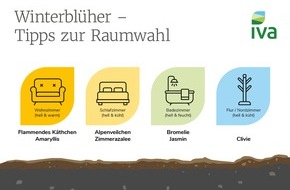 Industrieverband Agrar e.V. (IVA): Zimmerpflanzen im Winter: So bringen Winterblüher Farbe in jeden Raum