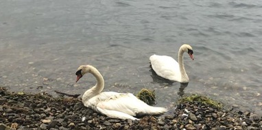 Kreispolizeibehörde Wesel: POL-WES: Wesel - Schwan gehabt.....