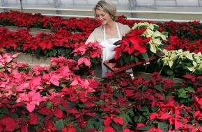 Stars for Europe GbR: Der Weihnachtsstern ist die beliebteste blühende Zimmerpflanze der Deutschen (mit Bild)