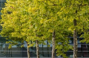 Bund deutscher Baumschulen (BdB) e.V.: Leere Baumscheiben konsequent bepflanzen - BdB fordert 500.000 neue Stadtbäume