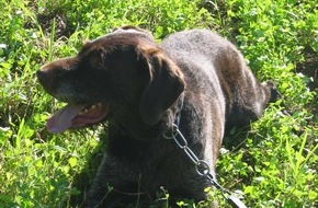 Polizeiinspektion Hameln-Pyrmont/Holzminden: POL-HM: Verletzte wildernder Hund die Ricke? / Polizei weist auf Leinenzwang für Hunde hin