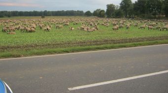 Polizeiinspektion Nienburg / Schaumburg: POL-NI: 400 Schafe auf der Straße -Bild im Download-