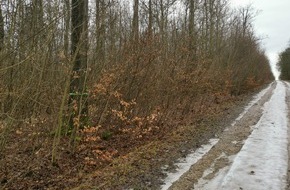 Deutsche Bundesstiftung Umwelt (DBU): Holzfällarbeiten: Hauptwanderweg auf DBU-Naturerbefläche Drosselberg kurzzeitig gesperrt