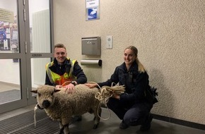 Polizeidirektion Neuwied/Rhein: POL-PDNR: Flüchtiges Schaf nächtigt bei der Polizei Betzdorf