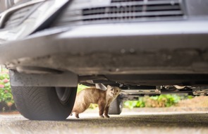 ADAC Hessen-Thüringen e.V.: Ungebetene Gäste / Marder können teure Schäden unter der Motorhaube anrichten