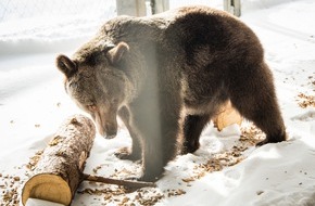 VIER PFOTEN - Stiftung für Tierschutz: L'ourse Jambolina a trouvé un nouveau foyer à Arosa Terre des Ours