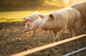 Bundesverband für Tiergesundheit e.V.: Erfolgsgeschichte: Impfungen beim Schwein