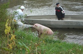 Polizeiinspektion Hameln-Pyrmont/Holzminden: POL-HOL: "Jagdszenen" auf der Weser: Flüchtiges Schwein aus "Seenot" gerettet - Schlachtschwein war vom Schlachthof geflüchtet -