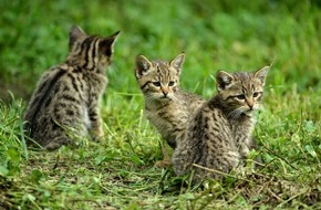 BUND: ++ BUND: Projekt zum Schutz junger Wildkatzen erfolgreich: Bilanz zum Abschluss von „Wildkatzen – Vorsicht Verwechslungsgefahr!“ ++