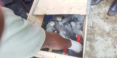 IFAW Deutschland: DR Kongo stellt Afrikanischen Graupapagei unter vollst&auml;ndigen Schutz
