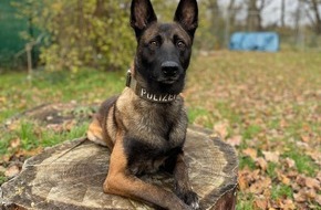 Polizeipräsidium Nordhessen - Kassel: POL-KS: Zwei Einbrecher festgenommen: Diensthund Loki stöbert mit doppeltem Haftbefehl gesuchten 34-Jährigen in Tiefgarage auf