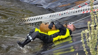 Freiwillige Feuerwehr Celle: FW Celle: Celler Feuerwehr rettet Reh aus Regenrückhaltebecken
