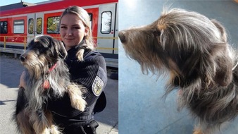 Bundespolizeidirektion München: Bundespolizeidirektion München: Fundhund - Bundespolizei sucht Eigentümer