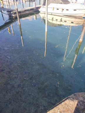 FW Konstanz: &Ouml;lteppich im Konstanzer Hafen