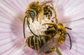 Stiftung für Mensch und Umwelt: ð¸ðNutzen wir diese Superkraft zum Schutz der biologischen Vielfalt!ðð¿