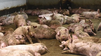 Animal Rights Watch e.V.: Vertuschung unterm "Tierwohl"-Label / ARIWA fordert, stattdessen jetzt den Ausstieg aus der Tierhaltung einzuleiten