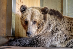 Gesundheit für ein besseres Bärenleben: Vet-Check bei Sam im Arosa Bärenland