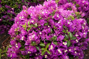 Belles plantes siciliennes sur les balcons de Suisse