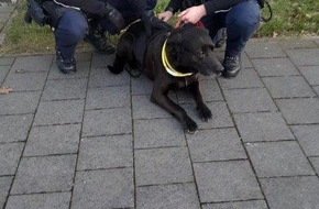 Bundespolizeiinspektion Hannover: BPOL-H: Hund steigt alleine in den Zug ein und fährt nach Braunschweig
