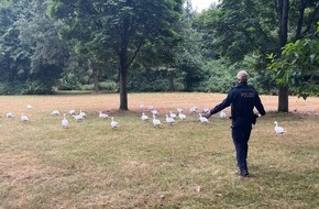 Kreispolizeibehörde Rhein-Kreis Neuss: POL-NE: 30-40 Gänse regeln den Verkehr in Neuss