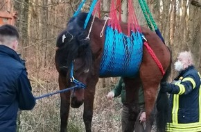 Polizeidirektion Landau: POL-PDLD: Jockgrim - Gestürztes Pferd gerettet