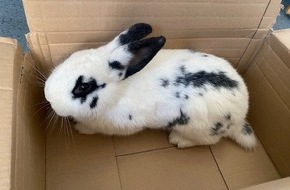 Polizeidirektion Montabaur: POL-PDMT: Fund eines Kaninchens in Hachenburg