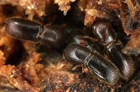 Albert-Ludwigs-Universität Freiburg: Ambrosiakäfer züchten und pflegen eigene Nahrungspilze