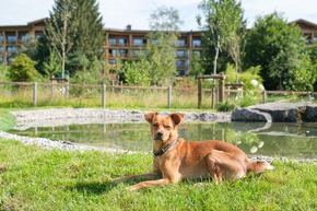 Mit dem Vierbeiner aufs Grün und ins Zimmer: Im Sonnenalp Resort schlagen Hundeherzen schöner