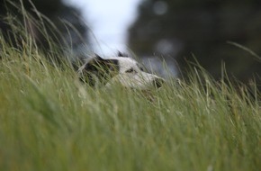 VIER PFOTEN - Stiftung f&uuml;r Tierschutz: Auch Hunde und Katzen leiden unter Pollenallergien