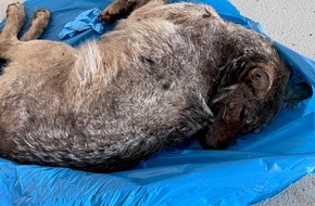 Polizeipräsidium Neubrandenburg: POL-NB: Ergänzung zum Unfall mit getöteten Wolf- Bild