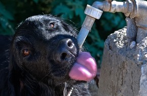 Zentralverband Zoologischer Fachbetriebe Deutschlands e.V. (ZZF): Wie kommen Hunde stressfrei durch die Sommerhitze?