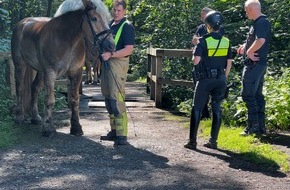 Feuerwehr Hannover: FW Hannover: Tierrettungseinsatz an Polizeipferd in der Eilenriede