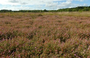 Deutsche Bundesstiftung Umwelt (DBU): DBU-Naturerbefläche Cuxhavener Küstenheiden - Wegsperrung ab Januar : Waldumbau und Rückbau militärischer Bauten