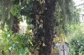Polizei Aachen: POL-AC: Feuer auf dem Ostfriedhof - viele Bäume beschädigt