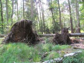DBU: Bonde: Wälder leiden massiv unter der Klimakrise