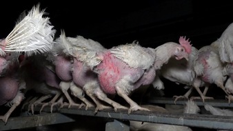 ANINOVA: Tierquälerei und illegale Stromzäune im Hühnerbetrieb "Zeeb" in Reutlingen aufgedeckt - Eier landen bei EDEKA und Rewe - Veterinäramt greift ein