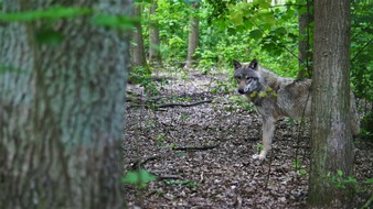 ZDF: "ZDF.reportage: Wolf im Fadenkreuz" (FOTO)