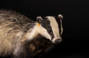Naturmuseum Solothurn: Mittagsführung zum Dachs im Naturmuseum SO