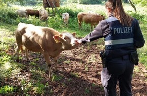 Polizeidirektion Pirmasens: POL-PDPS: Lemberg - Kühe auf der Fahrbahn, Cowboys/Cowgirl bei der Polizei