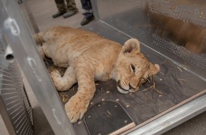 IFAW Deutschland: Aus dem Kriegsgebiet gerettete L&ouml;wen in Polen angekommen