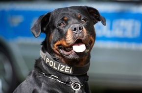 Polizei Mönchengladbach: POL-MG: Diensthund Muffin stellt flüchtigen Dieb