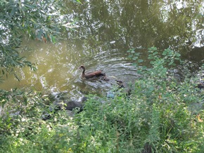 POL-F: 130729 - 684 Fechenheim: Alle meine Gänschen.... - Bitte Fotos beachten!