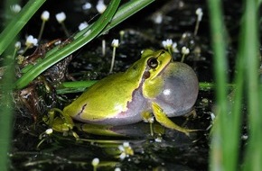 Heinz Sielmann Stiftung: PM Rettungsprojekt „50 Tümpel für den Laubfrosch“ startet mit Bau von 13 Laichgewässern im Landkreis Ravensburg