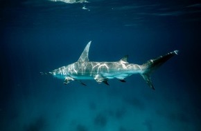 IFAW - International Fund for Animal Welfare: Neue Studie zum internationalen Haifischhandel