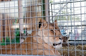 Vier Pfoten - Stiftung für Tierschutz: Heilbronn: VIER PFOTEN kritisiert Auftritt von Raubkatzen aus den USA