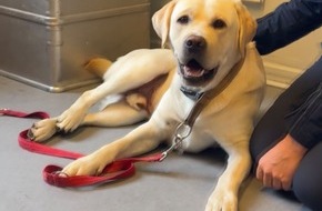 Polizeidirektion Kiel: POL-KI: 260917.1 Kiel: Kurzer Ausflug mit Kuschelpause: Fundhund zur&uuml;ck bei seinem Herrchen