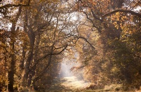 news aktuell GmbH: BLOGPOST: Letzte Ruhe mitten im Wald