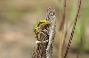 Heinz Sielmann Stiftung: PM Rettungsprojekt für den Laubfrosch im Landkreis Ravensburg läuft auf Hochtouren